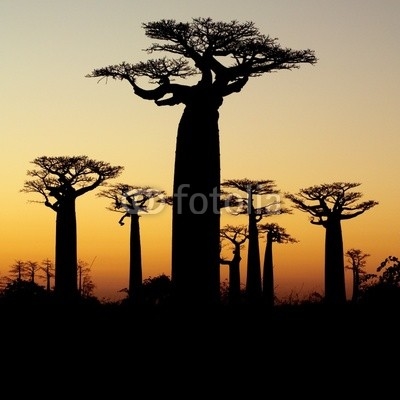 baobab sunset silhouette