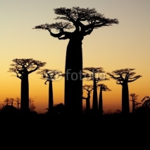 Obrazy i plakaty baobab sunset silhouette
