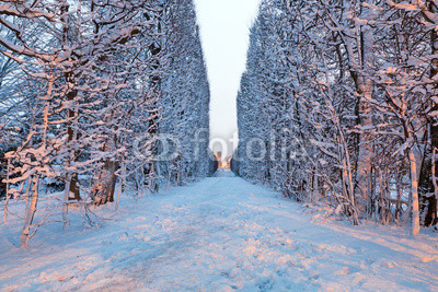 Winter scenery in snowy park of Gdansk, Poland