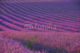 Naklejki Lavendelfeld - lavender field 04
