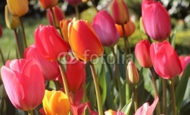 Fototapety Tulipes