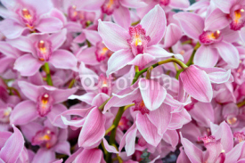 Naklejki Background of beautiful orchids.