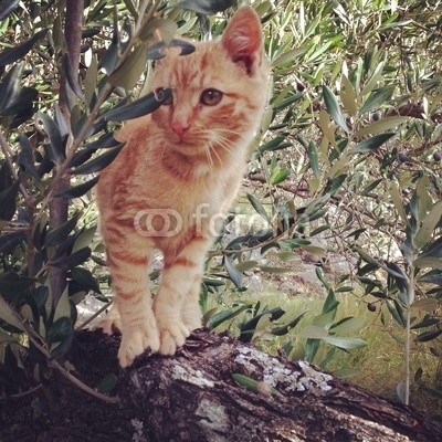 Baby cat on tree