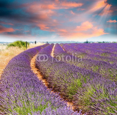Wonderful sunset over lavender fields