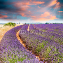 Naklejki Wonderful sunset over lavender fields