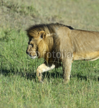 Obrazy i plakaty Lions Masai Mara