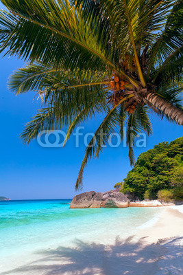 palm tree and turquoise sea