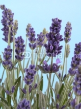 Fototapety lavender