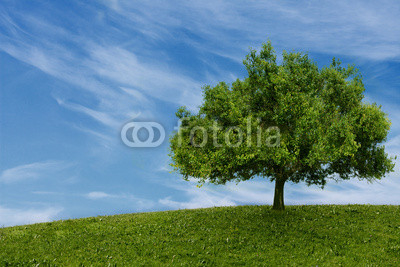 one tree in  field