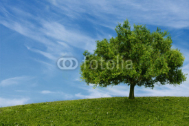 Naklejki one tree in  field