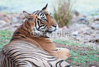 Bengal tiger lying in the grass in the national park ranthambore