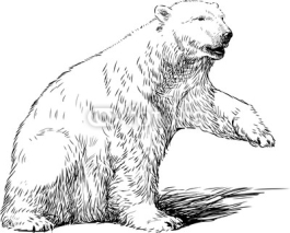 Obrazy i plakaty white bear