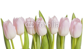 Fototapety White tulips