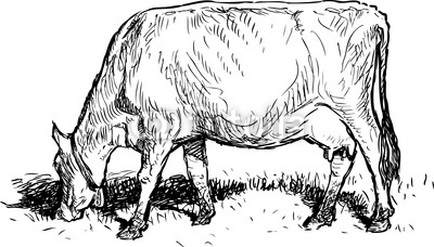 grazing cow