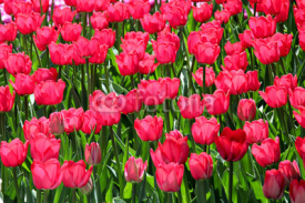 Naklejki Bright red tulips