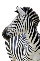 Fototapety Grant's zebra (Equus quagga boehmi) isolated