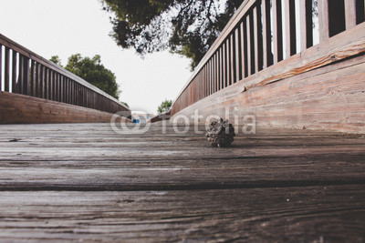 Bridge. Wooden bridge. Estepona, Costa del Sol, Andalusia, Spain.