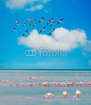 Fototapety flamingos' flock