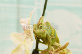 Fototapety chameleon