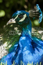 Naklejki peacock