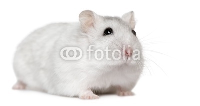 Hamster, 6months old, in front of white background