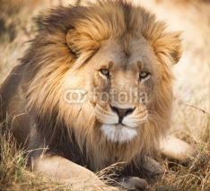 Naklejki Large lion in Zambia, Africa