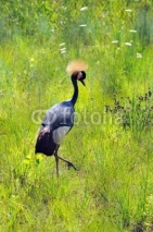 Naklejki Crowned African Crane