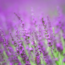 Naklejki Lavender flower background