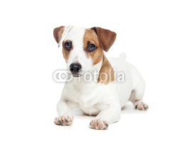 Naklejki Dog at white background