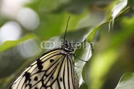 Fototapety papillon