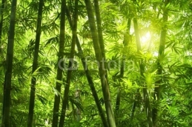 Obrazy i plakaty Bamboo forest.