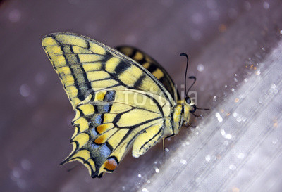 butterfly swallowtail (papilio machaon)