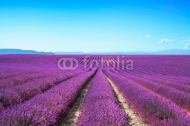 Fototapety Lavender flower blooming fields on sunset. Valensole provence