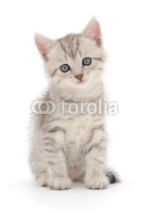 Naklejki Kitten on a white background