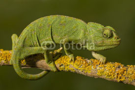 Fototapety Close up view of a cute green chameleon on the wild.