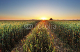 Naklejki Wheat field with sun