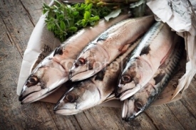 Naklejki mackerel - sgombri