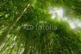Naklejki lush bamboo forest