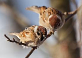Naklejki Sparrow in winter day