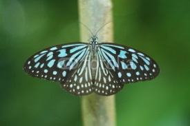 Naklejki Blue butterfly