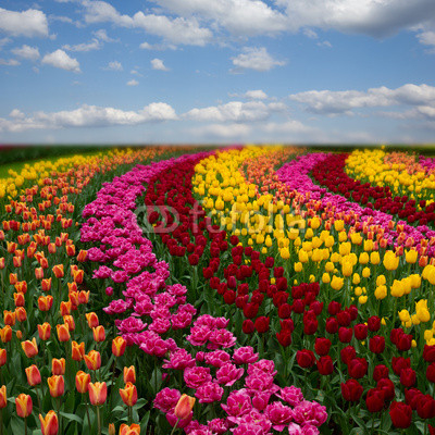 Dutch colorful tulips fields in sunny day