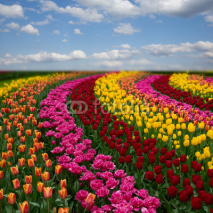 Naklejki Dutch colorful tulips fields in sunny day