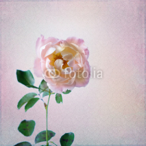 Fototapety Vintage background with rose