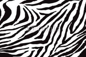 Naklejki Zebra Pattern Vector