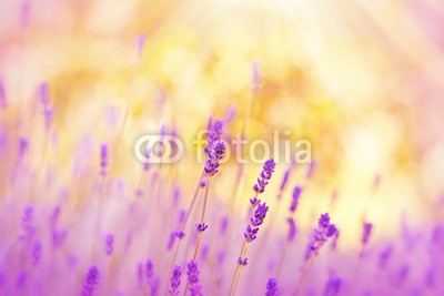 Soft focus on lavender lit by sunlight