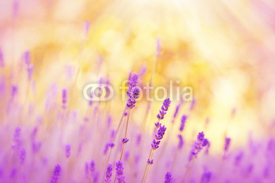 Naklejki Soft focus on lavender lit by sunlight