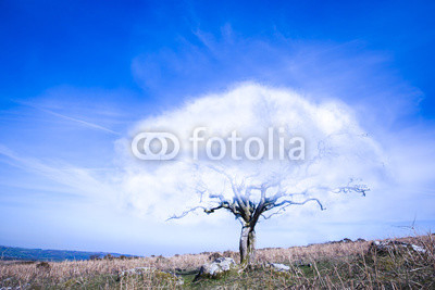 Surrealistic fantasy tree with a cloud instead of crown of leaves with blue sky and dry yellow grass