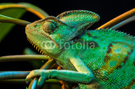 Fototapety One Yemen chameleon