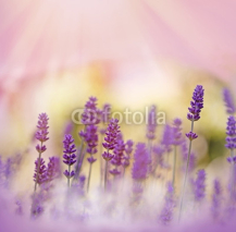 Naklejki Oh, what a beautiful lavender