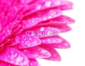 Fototapety gerbera flower